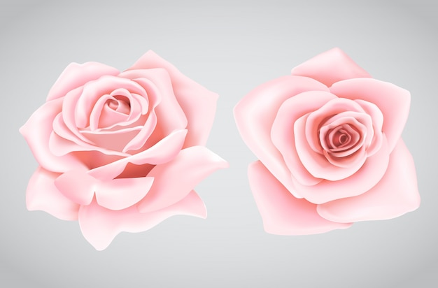 Pink rose flower on isolated background