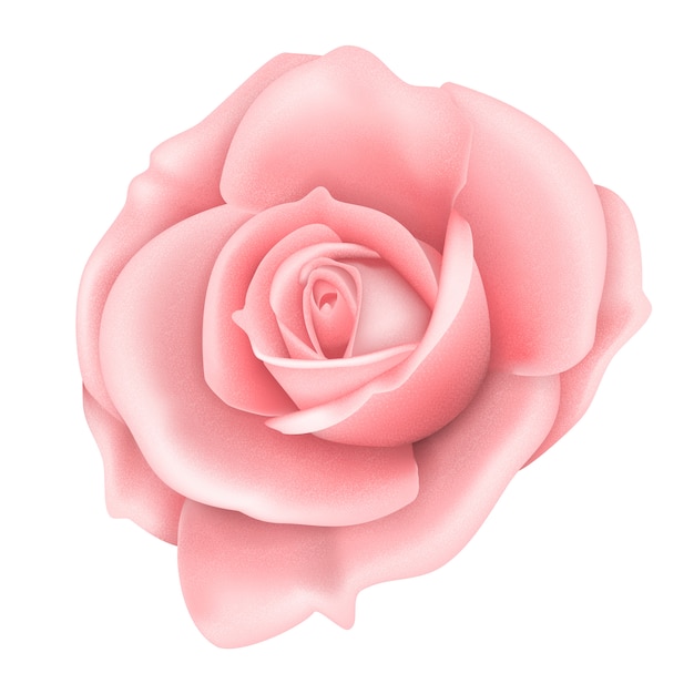 Pink rose flower isolated on white