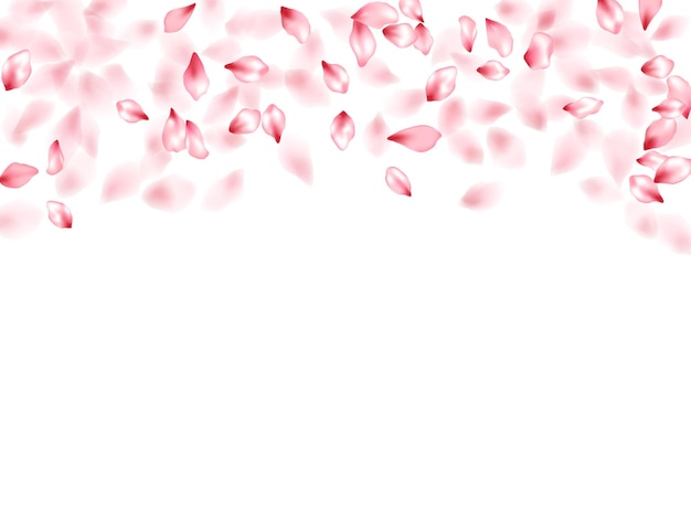 Vector pink sakura flower flying petals isolated on white vector backgr