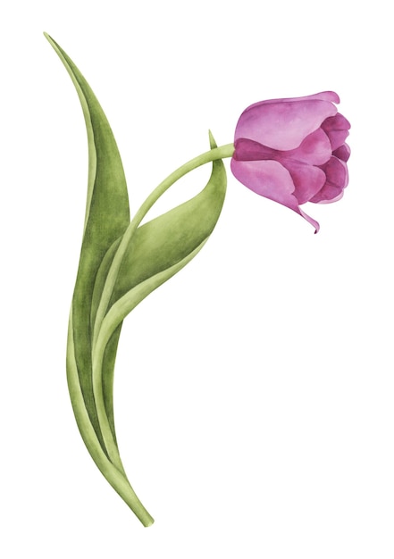 Pink tulip on white background Watercolor botanical illustration Floral clipart element