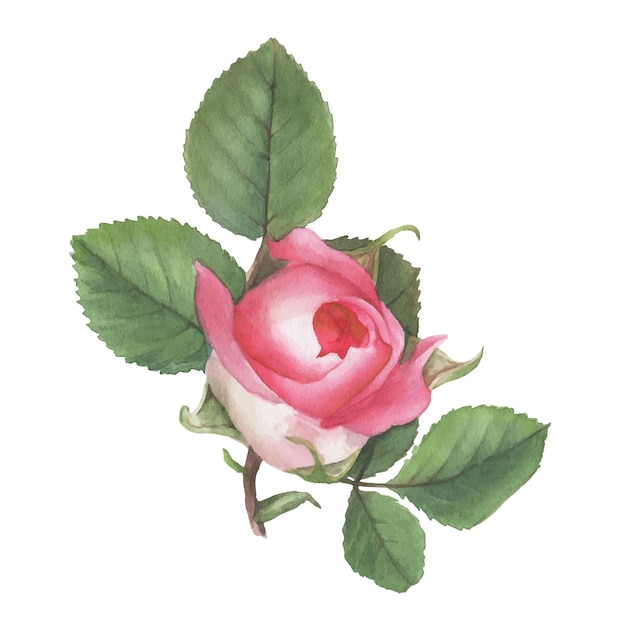 Pink vector roses and green leaves elements isolated on white background