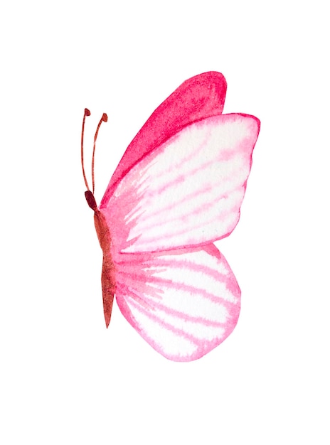 Pink watercolor butterfly