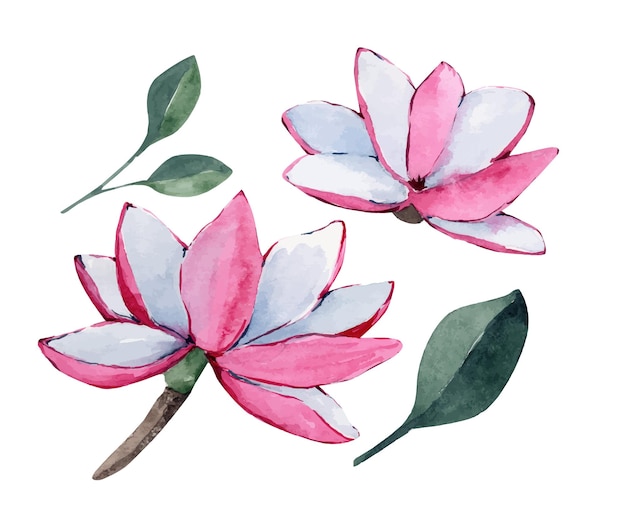 pink and white flowers magnolia watercolor illustrations