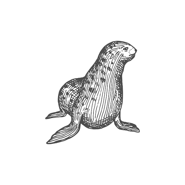 Pinniped seal furseal sea animal isolate sketch