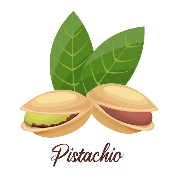 Pistachios nuts and leaves on a white background. Print, illustration, vector