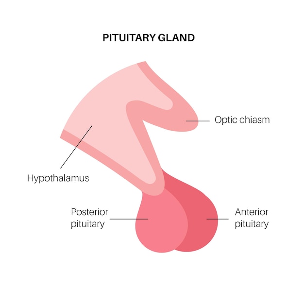 Pituitary gland anatomy. Human endocrine system, brain and hypothalamus concept. Connection of the internal organs with anterior and posterior pituitary gland hormones isolated vector illustration