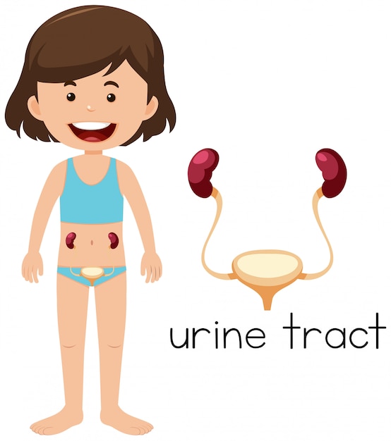 Placement of a urine tract