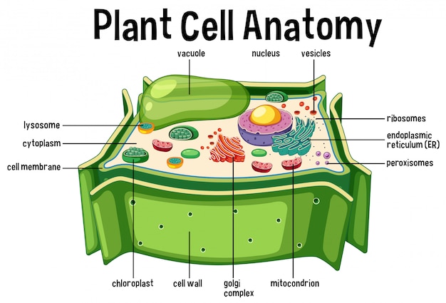 Vector plant cell anatomy diagram