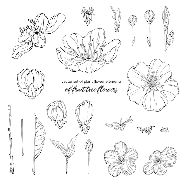 plant flower elements of fruit tree flowers