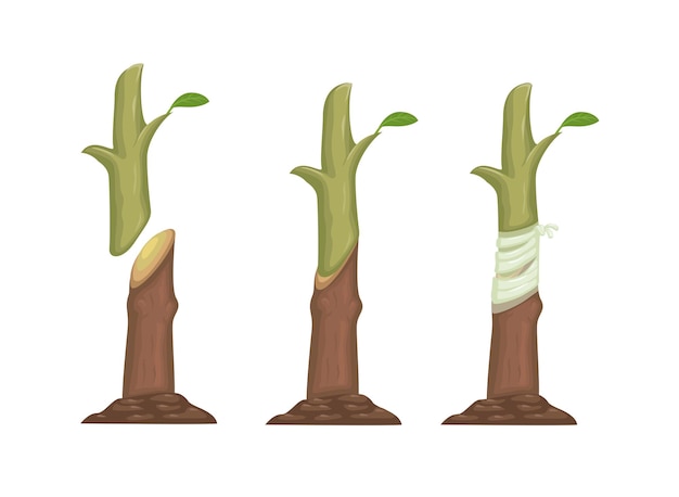 Plant grafting method process information illustration vector