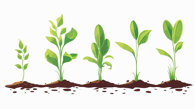 Vector plant growing process vector illustration