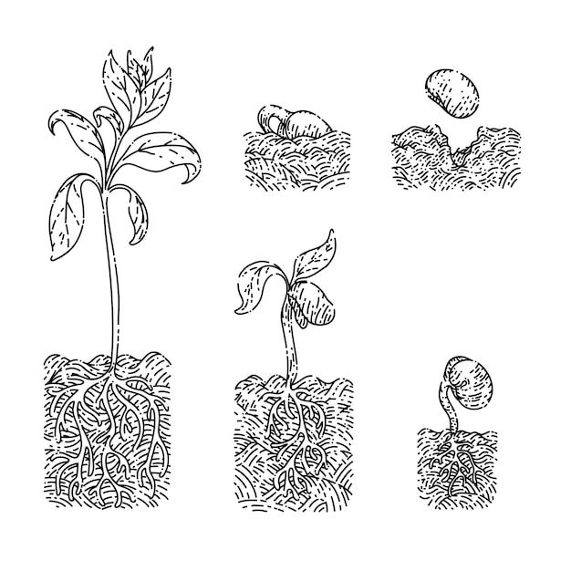 Plant gtowth sketch hand drawn vector