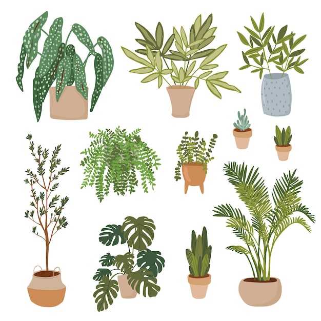 Plant in pot vector illustration set flat different indoor potted decorative houseplants for interior home or office decorat setion green garden floral collection icons isolated on white Cactus