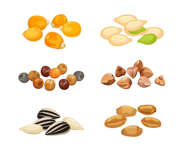 Plant seeds cartoon illustration set. Cereal grains, chickpeas, corn, pumpkin, sunflower seeds isolated on white background.
Flat vector collection for agriculture, nutrition and healthy diet concept