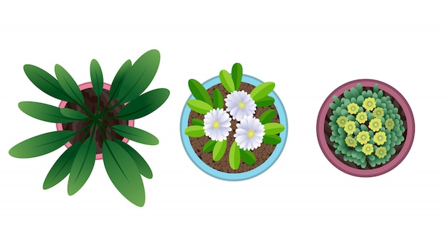 Vector plant top view in pots. home plant set. cactus, green leaves concept. interior house gardening design. set of different house plants with flowers.