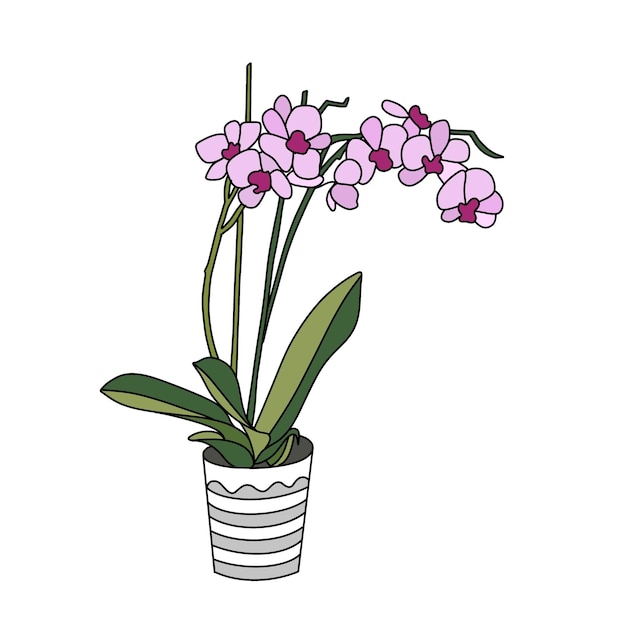 Plant with planter illustration