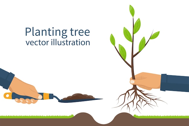 Planting tree sapling vector