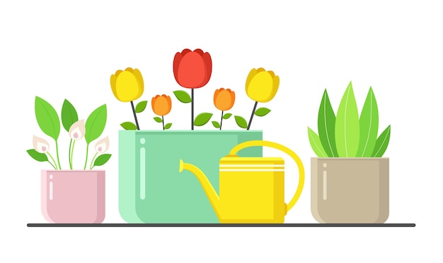 Plants in pots with watering can urban home green decor with flowers and leaves Indoor flowers on white background