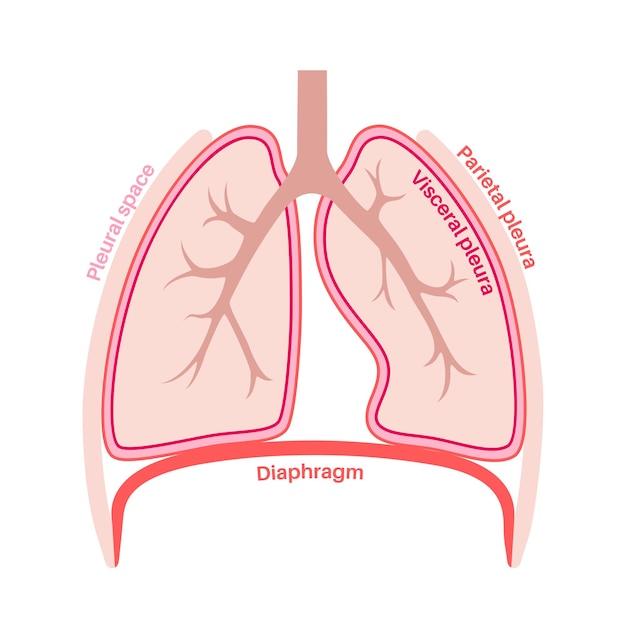 Pleura anatomical poster