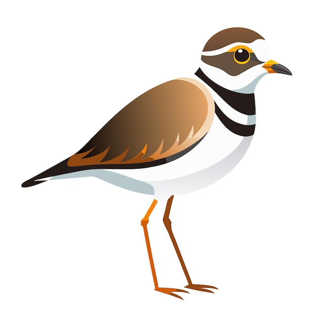 Vector plover bird vector