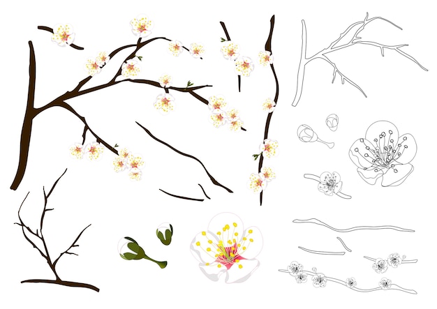 Plum Blossom Flower Outline