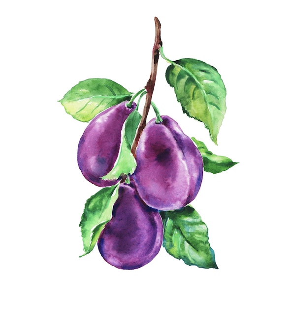 Vector plum branch watercolor hand painted illustration of plum purple plums hand drawn fruits plum