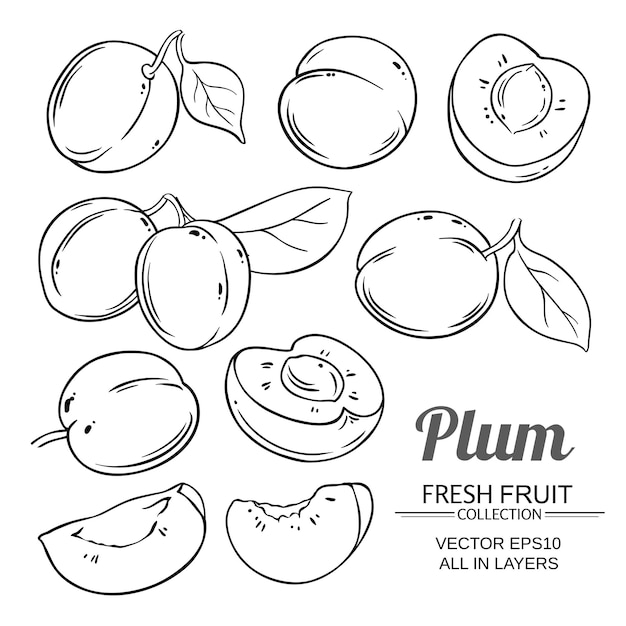 Plum fruits vector set