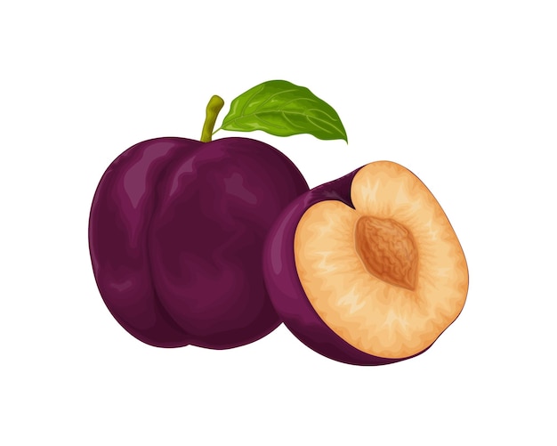 Vector plum ripe purple plum fresh sweet plum ripe juicy plum berry in the section vegetarian organic product vector illustration isolated on a white background