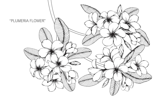 Plumeria flower drawing illustration