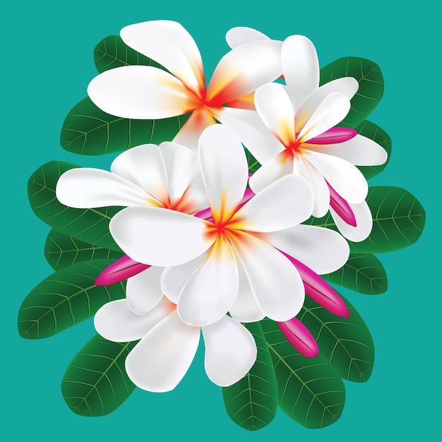 Plumeria Flower