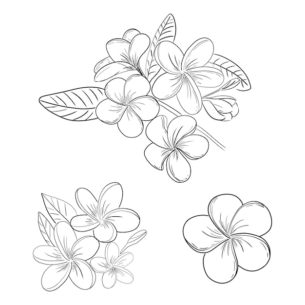 Plumeria or frangipani flower illustration drawing set 