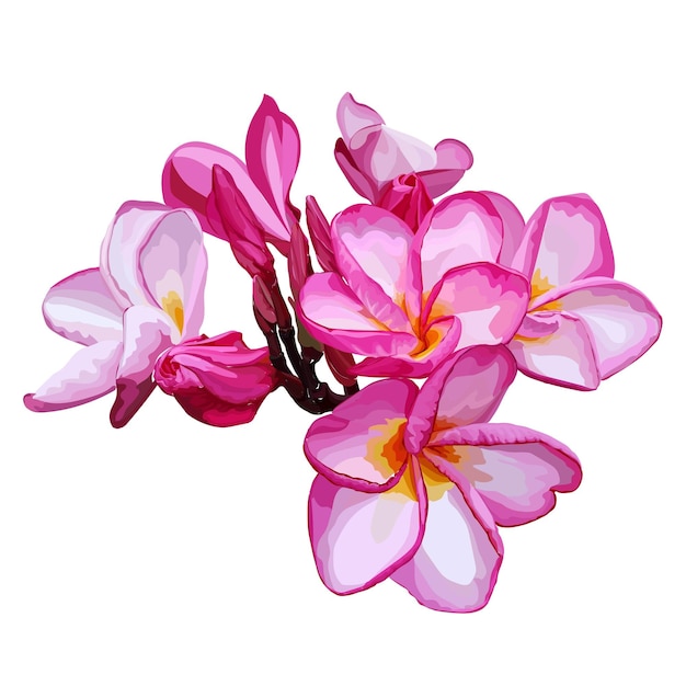 Plumeria pink flower isolated on white background vetor illustration