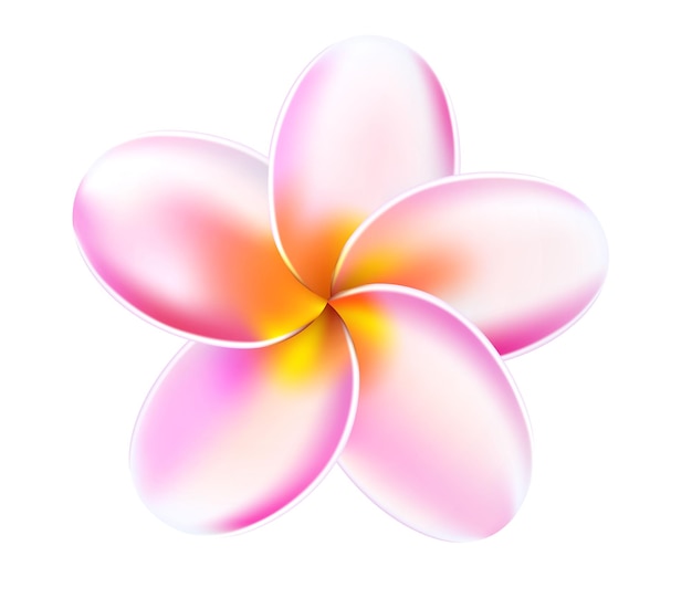 Vector plumeria tropical flower illustration