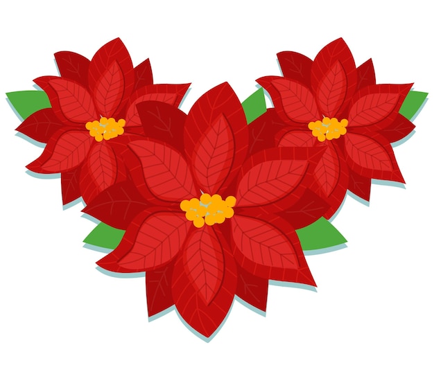 Poinsettia, Christmas Flower vector