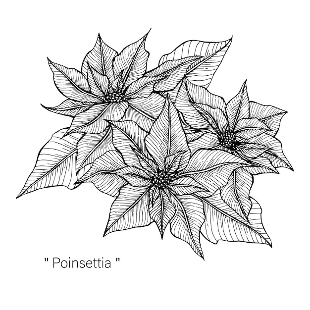 Poinsettia drawing illustration by hand drawn line art.