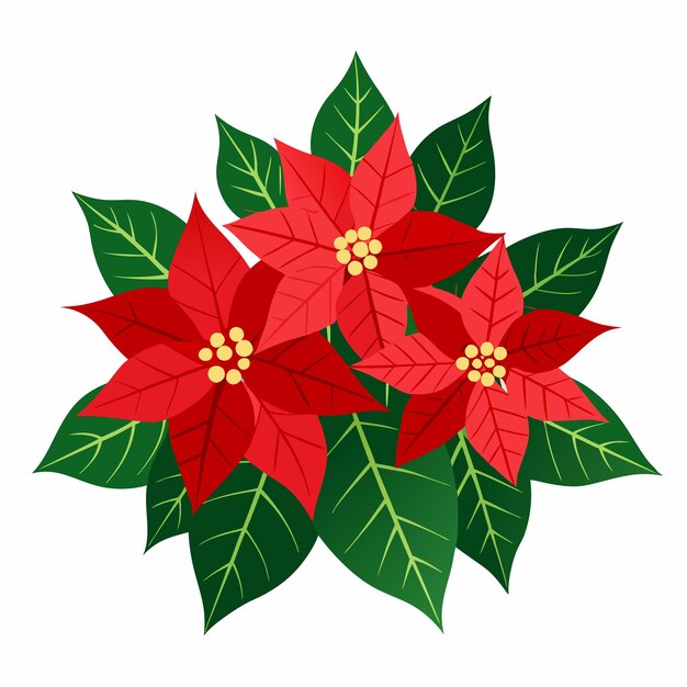 Vector poinsettia flowers illustration on white background