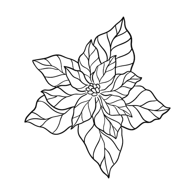 Poinsettia leaf vector illustration. Floral hand drawn branch, Christmas linear element. Xmas elegant silhouette top view isolated on white background. Poinsettia foliage silhouette, line art.