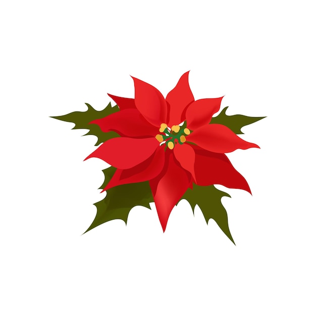 Vector poinsettia plant also called christmas star