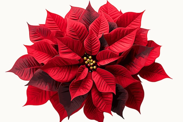 Poinsettia vector on white background