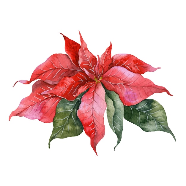 Poinsettia Watercolor Illustration, Hand painted Christmas Floral Watercolor