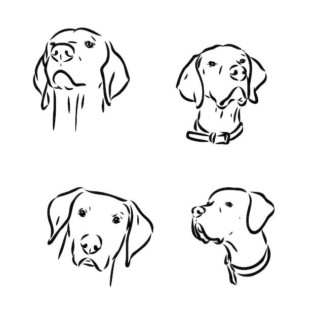 Pointer hunting dog sketch contour vector illustration