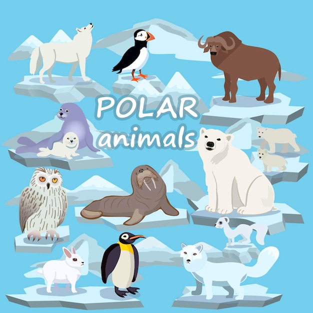 Vector polar animals. polar bear, polar blind alley, musk ox, penguin, owl, polar caress, seal, walrus.