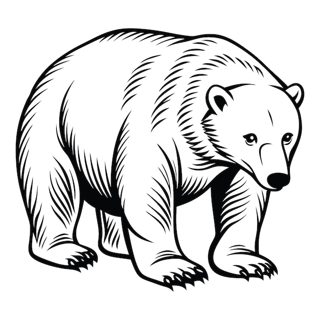 Vector polar bear crouching svg