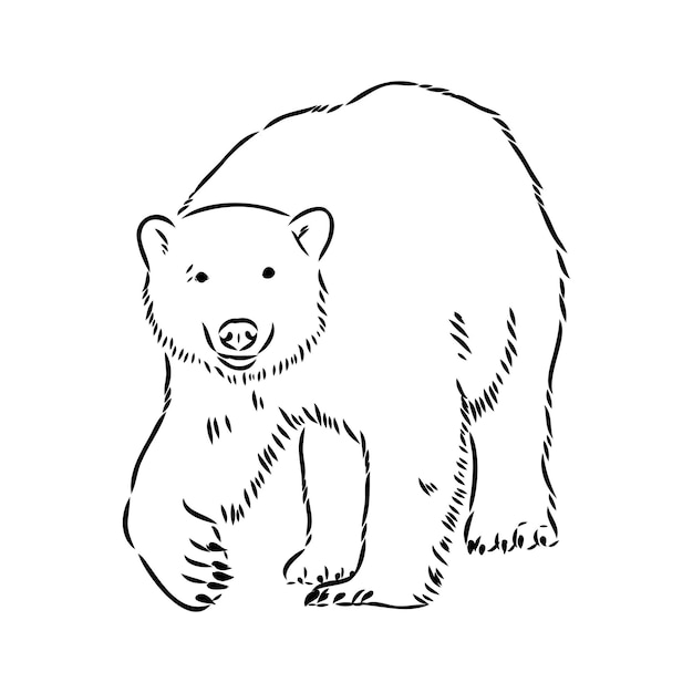 Polar bear illustration drawing engraving ink line art vector