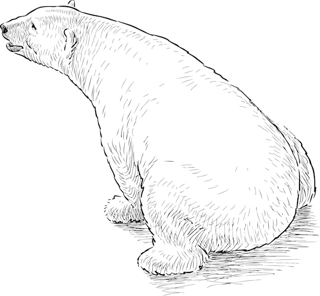 Polar bear sketch