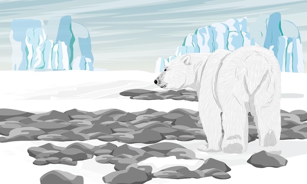 Vector a polar bear walks along the snowy arctic tundra with snowdrifts rocks and pebbles