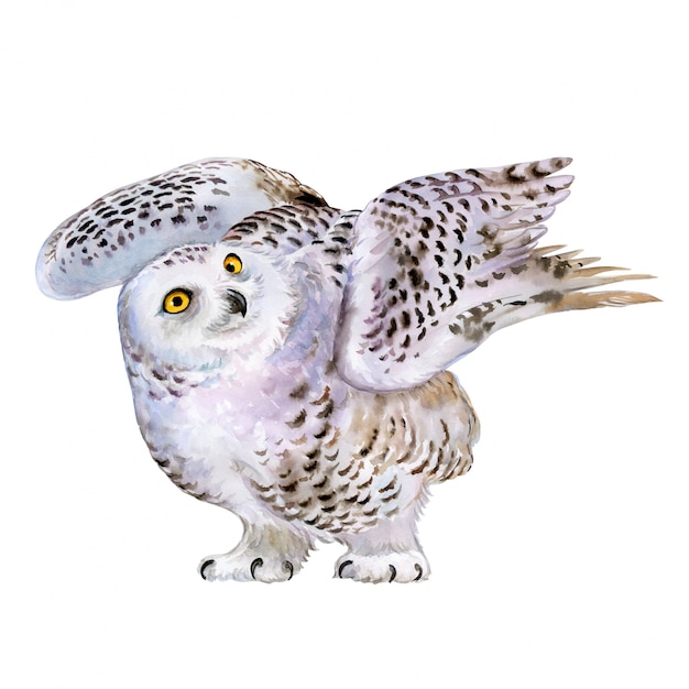 Vector polar owl in flight. watercolor