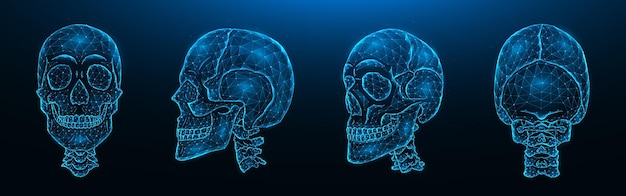 Polygonal vector illustration of human skulls, front, side, and back views. Set of low poly models of skulls with cervical spine isolated