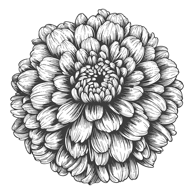 pom pom with engraving style