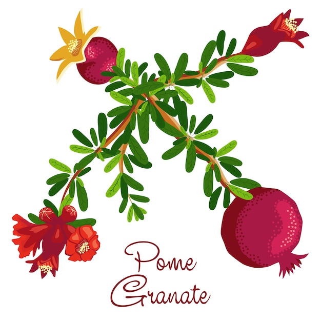 Pomegranate branches with fruits and flowers Symbol of good luck eternal life love fertility abundance Symbol of Israel and Azerbaijan